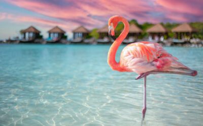 paquetes turisticos en Aruba con Munditur