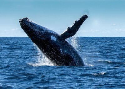 Ballena en avistamiento de ballenas valle del cauca