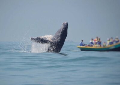 avistamiento de ballenas en colombia