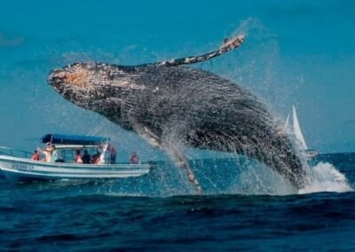 Ballena en avistamiento de ballenas valle del cauca