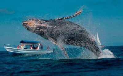 Paquete turístico avistamiento de ballenas